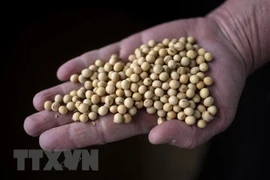 Ảnh minh họa (Nguồn: AFP/TTXVN) 