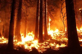 Cháy rừng ở bang California. (Nguồn: phys.org)