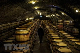 Hầm ủ rượu vang tại Nuits-Saint-Georges, vùng Bourgogne, Pháp. (Ảnh: AFP/TTXVN) 