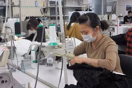 Một thực tập sinh Việt Nam tại Nhật Bản. (Ảnh: Đào Thanh Tùng/TTXVN) 