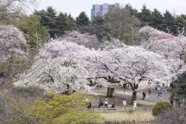 Hoa anh đào nở rộ tại thủ đô Tokyo. (Ảnh: Nguyễn Tuyến/TTXVN)