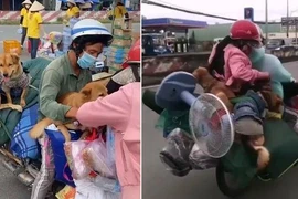 Thực hư vụ 15 con chó theo chủ về quê bị tiêu hủy tại Cà Mau