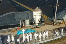 Nhân viên kiểm dịch tiến hành tiêu hủy gia cầm tại một ổ dịch ở trang trại thuộc Naju, tỉnh Nam Jeolla, Hàn Quốc ngày 8/12/2020. (Ảnh: Yonhap/TTXVN)