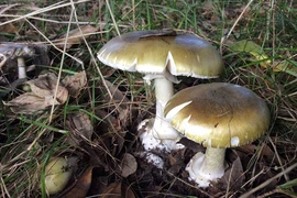 Phát hiện chất có khả năng ngăn độc tố ở loại nấm độc nhất thế giới