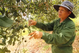 Gia Lai hướng tới trở thành “thủ phủ” macca trong tương lai