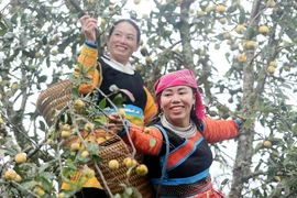 Đồng bào dân tộc Mông tại xã Xím Vàng (Bắc Yên, Sơn La) thu hoạch sơn tra. (Ảnh: Quang Quyết/TTXVN)