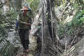 Quảng Nam yêu cầu làm rõ vụ phá rừng gỗ nghiến quý hiếm tại huyện Nam Giang. (Ảnh: Báo Pháp Luật) 