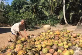 Trà Vinh: Các nhà vườn phấn khởi vì giá dừa khô lên mức 55.000 đồng