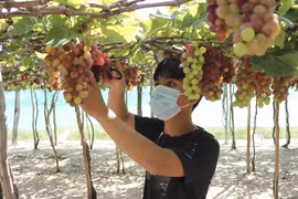 Trong ảnh: Anh Ngô Khắc Sơn (xã Vĩnh Hải, huyện Ninh Hải) thu hoạch nho bán cho thương lái. Ảnh: Nguyễn Thành – TTXVN 