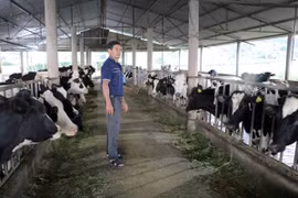 Ông Võ Văn Bây ở thôn Bồng Lai, xã Hiệp Thạnh, huyện Đức Trọng lo lắng khi cả đàn bò đang sốt và bỏ ăn. (Ảnh: Chu Quốc Hùng/TTXVN)