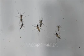 Ảnh minh họa: (Nguồn: AFP/TTXVN)