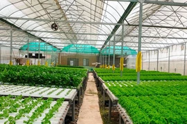 Ảnh minh họa. (Nguồn: Getty Images)