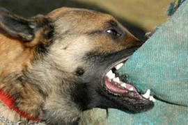 Bé gái tử vong sau gần 4 tháng bị chó cắn ở Quảng Bình