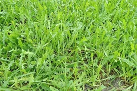 Bảo tồn cây dược liệu quý trên vùng đất cát Quảng Bình