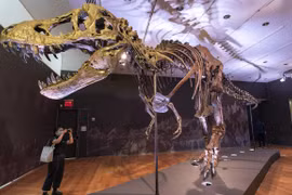 Bộ xương hóa thạch khủng long T-Rex được bán với giá 6 triệu USD
