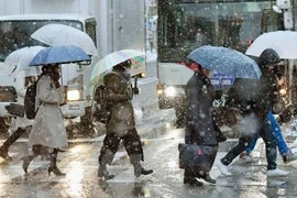 Tuyết rơi dày đặc tại Tokyo, Nhật Bản (Nguồn: Kyodo/TTXVN)