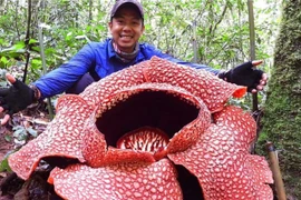 Một bông hoa sen có mùi hôi thối, thuộc loài Giant Padma (Nguồn: AP)
