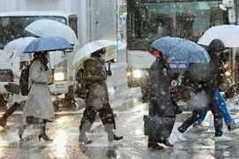 Tuyết rơi dày đặc tại Tokyo, Nhật Bản (Nguồn: Kyodo/TTXVN) 