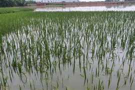 (Ảnh: Nguyễn Trọng Lịch/TTXVN)