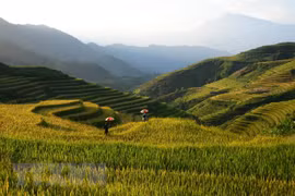 Những thửa ruộng bậc Sa Pa tuyệt đẹp dần chuyển mình từ xanh sang vàng. (Ảnh: Quốc Khánh/TTXVN) 