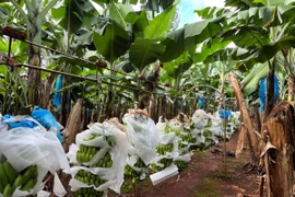 Diện tích chuối trồng theo hướng hữu cơ. (Ảnh: Hồng Điệp/TTXVN) 