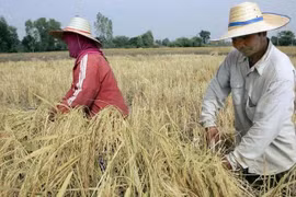 Nông dân thu hoạch lúa trên cánh đồng ở tỉnh Roi Et, Thái Lan. (Ảnh: AFP/TTXVN)
