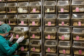 Ảnh minh họa. (Nguồn: Science)