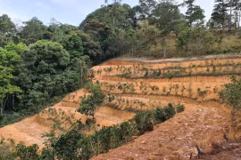 Hiện trường vụ san ủi đất trái phép tại tiểu khu 267C.(Ảnh: Lâm Viên)