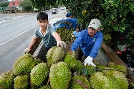 Thu mua sầu riêng ở huyện Đạ Huoai (Lâm Đồng). (Ảnh: Nguyễn Dũng/TTXVN) 