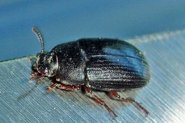 Bọ cánh cứng Alphitobius. (Nguồn: Phil Bendle)