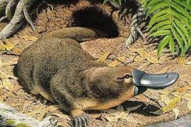Thú Mỏ vịt (Nguồn: AP)