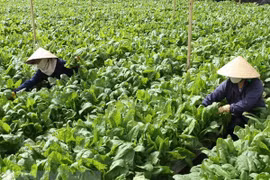 Chăm sóc vườn rau tại Đà Lạt. (Ảnh: Phương Vy/TTXVN) 