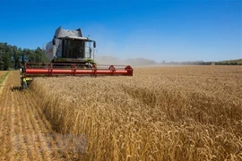 Cần gia hạn thỏa thuận hạn chế nhập khẩu ngũ cốc Ukraine 