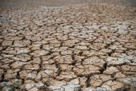 Cánh đồng lúa khô hạn. (Ảnh: AFP/TTXVN)