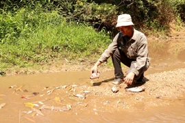  Nhiều loài cá bị chết ở khe Rào Trường, xã Vĩnh Hà, huyện Vĩnh Linh, tỉnh Quảng Trị. Ảnh: Nguyên Lý-TTXVN Nhiều loài cá bị chết ở khe Rào Trường, xã Vĩnh Hà, huyện Vĩnh Linh, tỉnh Quảng Trị. Ảnh: Nguyên Lý-TTXVN Người dân kiểm tra các loại cá chết ở khe Rào Trường, xã Vĩnh Hà, huyện Vĩnh Linh, tỉnh Quảng Trị. (Ảnh: Nguyên Lý/TTXVN) 