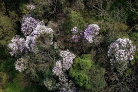 Hoa đỗ quyên bung nở trên đỉnh Phia Oắc 