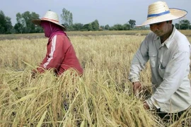 Nông dân thu hoạch lúa trên cánh đồng ở tỉnh Roi Et, Thái Lan. (Ảnh: AFP/TTXVN)