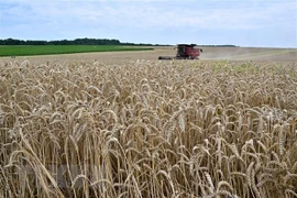 FAO cảnh báo kinh tế toàn cầu tổn thất hàng nghìn tỷ USD từ chi phí ẩn