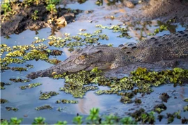 Ảnh minh họa (Nguồn: AP) 