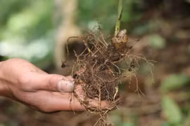 Sâm Ngọc Linh. (Ảnh: Cao Nguyên/TTXVN) 