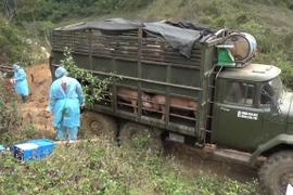 Đồn Biên phòng Chiềng On thuộc Bộ đội Biên phòng tỉnh Sơn La phối hợp với lực lượng chức năng huyện Yên Châu, tỉnh Sơn La tiến hành tiêu hủy toàn bộ số lợn vận chuyển trái phép từ Lào vào Việt Nam. (Ảnh: TTXVN phát) 