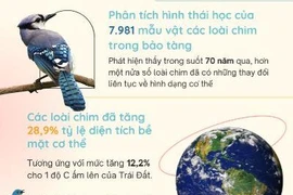 [Infographics] Các loài chim thay đổi hình dạng do trái đất ấm lên