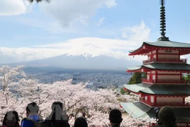 Khách du lịch ngắm hoa anh đào ở Nhật Bản. (Ảnh: Kyodo News) 