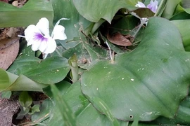 Tìm giải pháp phát triển dược liệu theo chuỗi giá trị gắn với du lịch 