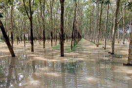 Khoảng 12,5ha cao su của nhiều hộ dân ở khu vực ấp Mương Đào, xã Long Nguyên, huyện Bàu Bàng, tỉnh Bình Dương bị ngập cục bộ. (Ảnh: Huyền Trang/TTXVN)