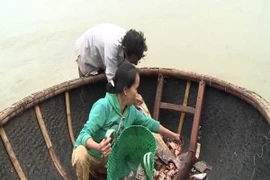 Ngư dân liên tục vớt được hàng tấn cá chết bất thường không rõ nguyên nhân ở Quảng Trị. (Ảnh:. Trần Tĩnh/TTXVN)