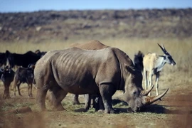 Tê giác tại khu Bảo tồn Thiên nhiên Tê giác và Sư tử ở Krugersdorp, phía bắc Johannesburg (Nam Phi). (Nguồn: AFP/TTXVN)
