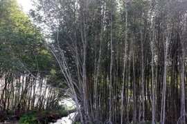 (Ảnh minh họa: Lê Sen/TTXVN)