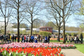 Vườn hoa Keukenhof với nhiều loài hoa tulip nhiều màu sắc. (Ảnh: Hương Giang/Vietnam+)