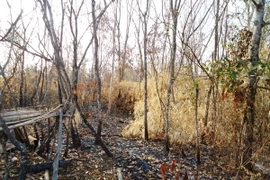 Khu rừng phòng hộ Dầu Tiếng vừa bị cháy đầu tháng 3. (Ảnh: Lê Đức Hoảnh/TTXVN)